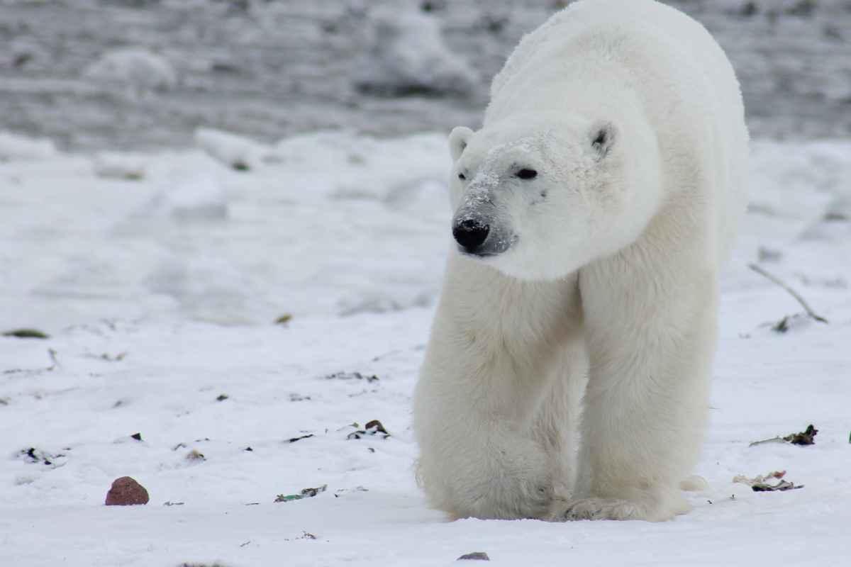 Por Qué No Hay Osos Polares en el Polo Sur