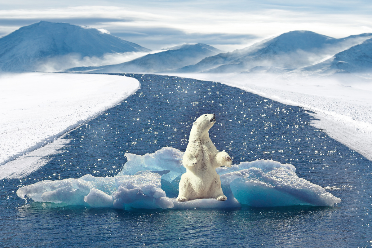 Porque El Oso Polar Está En Peligro De Extinción
